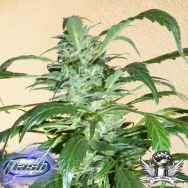 Flash Autoflowering Seeds MI6 SuperAuto F1